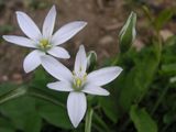 Star of Bethlehem.jpg